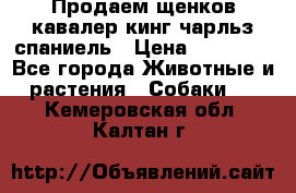 Продаем щенков кавалер кинг чарльз спаниель › Цена ­ 60 000 - Все города Животные и растения » Собаки   . Кемеровская обл.,Калтан г.
